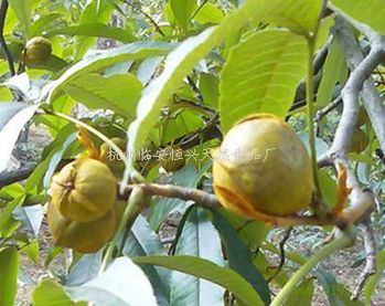 天然核桃 杭州市天然核桃供应 杭州临安恒兴天然食品厂 龙岗镇 浙江农产品网